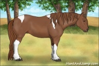Horse Color:Chestnut Tobiano
