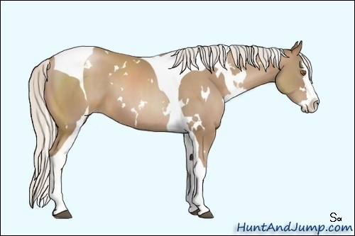 Horse Color:Unknown 