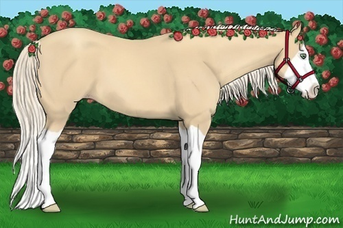 Horse Color:Gold Cream Champagne Splash 