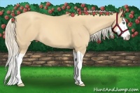 Horse Color:Gold Cream Champagne Splash 