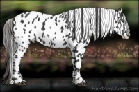 Horse Color:Black Appaloosa 