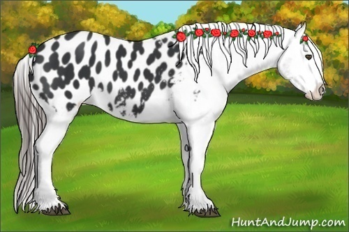 Horse Color:Black Appaloosa 