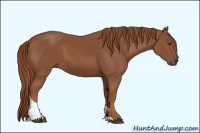 Horse Color:Chestnut Tobiano
