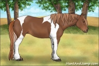 Horse Color:Chestnut Tobiano Frame