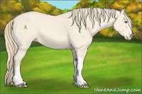 Horse Color:Perlino 