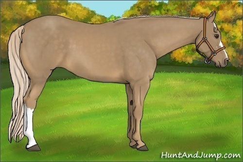 Horse Color:Palomino 