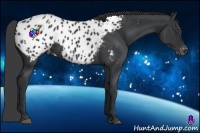 Horse Color:Black Appaloosa