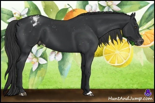 Horse Color:Black Appaloosa 