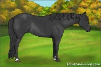 Horse Color:Black Sabino Frame Rabicano
