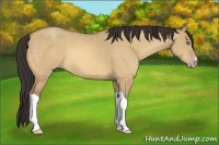 Horse Color:Amber Champagne Dun 