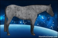 Horse Color:Blue Roan 