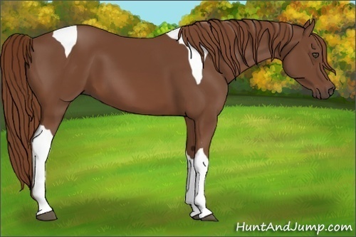 Horse Color:Chestnut Tobiano