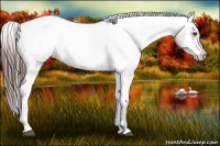 Horse Color:Grullo Appaloosa 