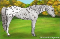 Horse Color:Grullo Appaloosa 