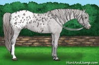 Horse Color:Grullo Frame Appaloosa 