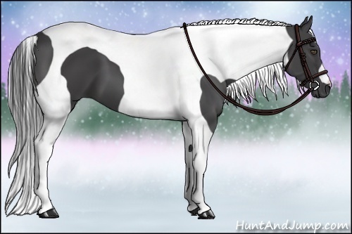 Horse Color:Smoky Black Tobiano