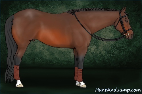 Horse Color:Bay 