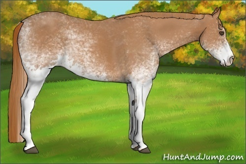 Horse Color:White Spotted Chestnut