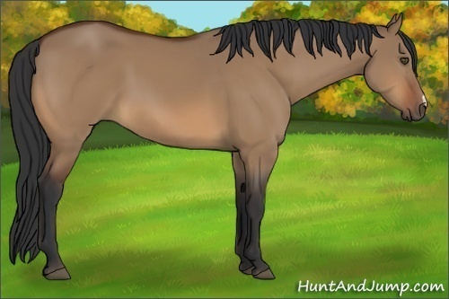 Horse Color:Bay Dun