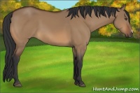 Horse Color:Bay Dun