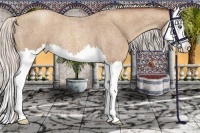 Horse Color:Silver Classic Champagne Roan Splash 