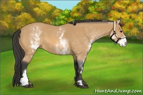 Horse Color:White Spotted Buckskin Frame