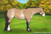 Horse Color:White Spotted Buckskin Frame 