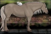 Horse Color:Silver Grullo 