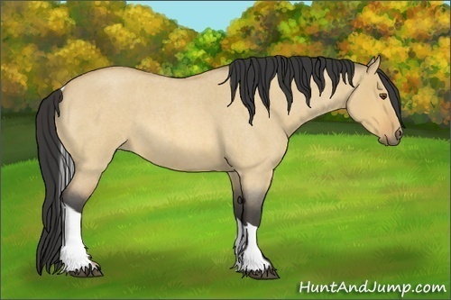 Horse Color:Buckskin Roan Dun Tobiano 