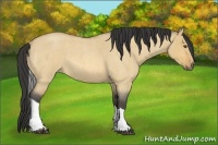 Horse Color:Buckskin Roan Dun Tobiano