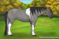 Horse Color:Grullo Roan Tobiano 