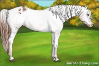 Horse Color:Chestnut Appaloosa 