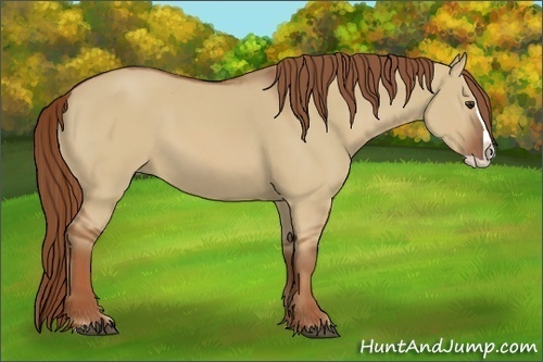 Horse Color:Red Dun Splash 