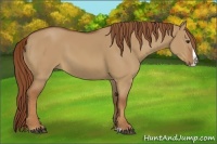 Horse Color:Red Dun Splash