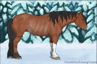 Horse Color:Bay Rabicano 