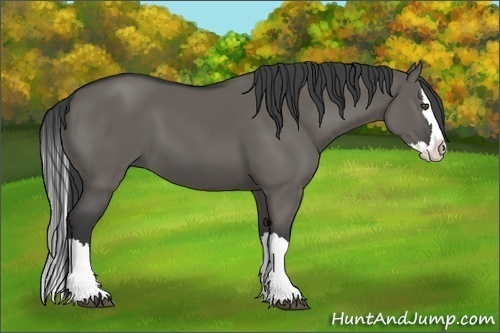 Horse Color:Grullo Splash