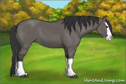 Horse Color:Grullo Splash
