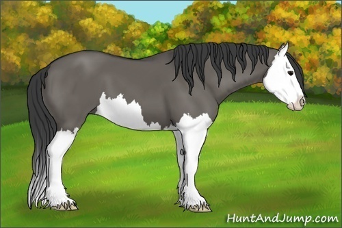 Horse Color:Grullo Splash 