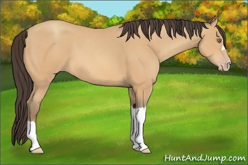 Horse Color:Amber Champagne 