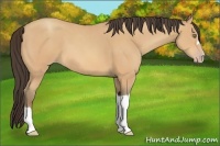 Horse Color:Amber Champagne 
