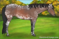 Horse Color:Bay Ice 
