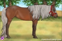 Horse Color:Silver Bay 