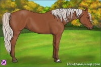 Horse Color:Silver Bay 