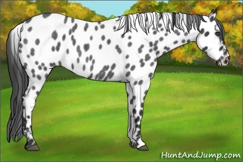 Horse Color:Blue Roan Appaloosa 