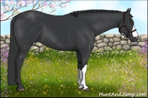 Horse Color:Black 