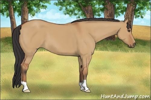 Horse Color:Bay Dun