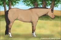 Horse Color:Bay Dun