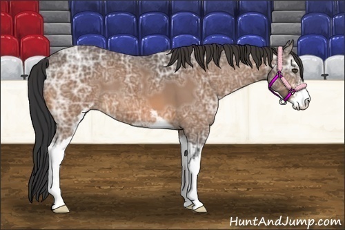 Horse Color:Buckskin Ice Sabino 