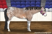 Horse Color:Buckskin Ice Sabino 