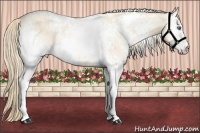Horse Color:White Spotted Perlino 